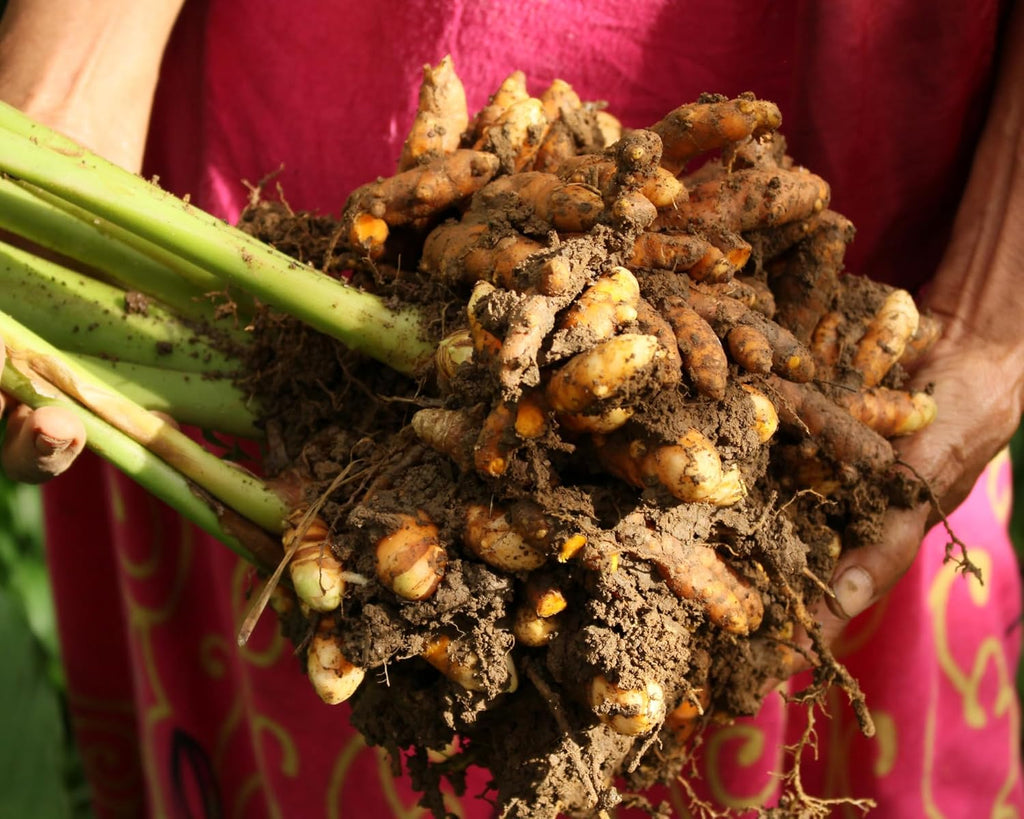 1Lb Yellow Turmeric Rhizomes J54384
