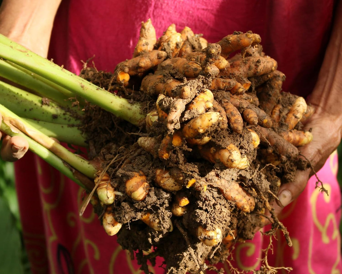 1Lb Yellow Turmeric Rhizomes J54384