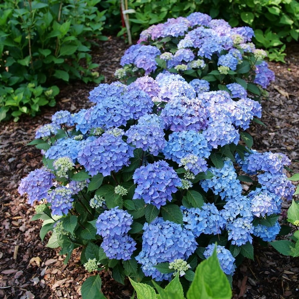 4.5" Quart Bigleaf Hydrangea Live Shrub G340