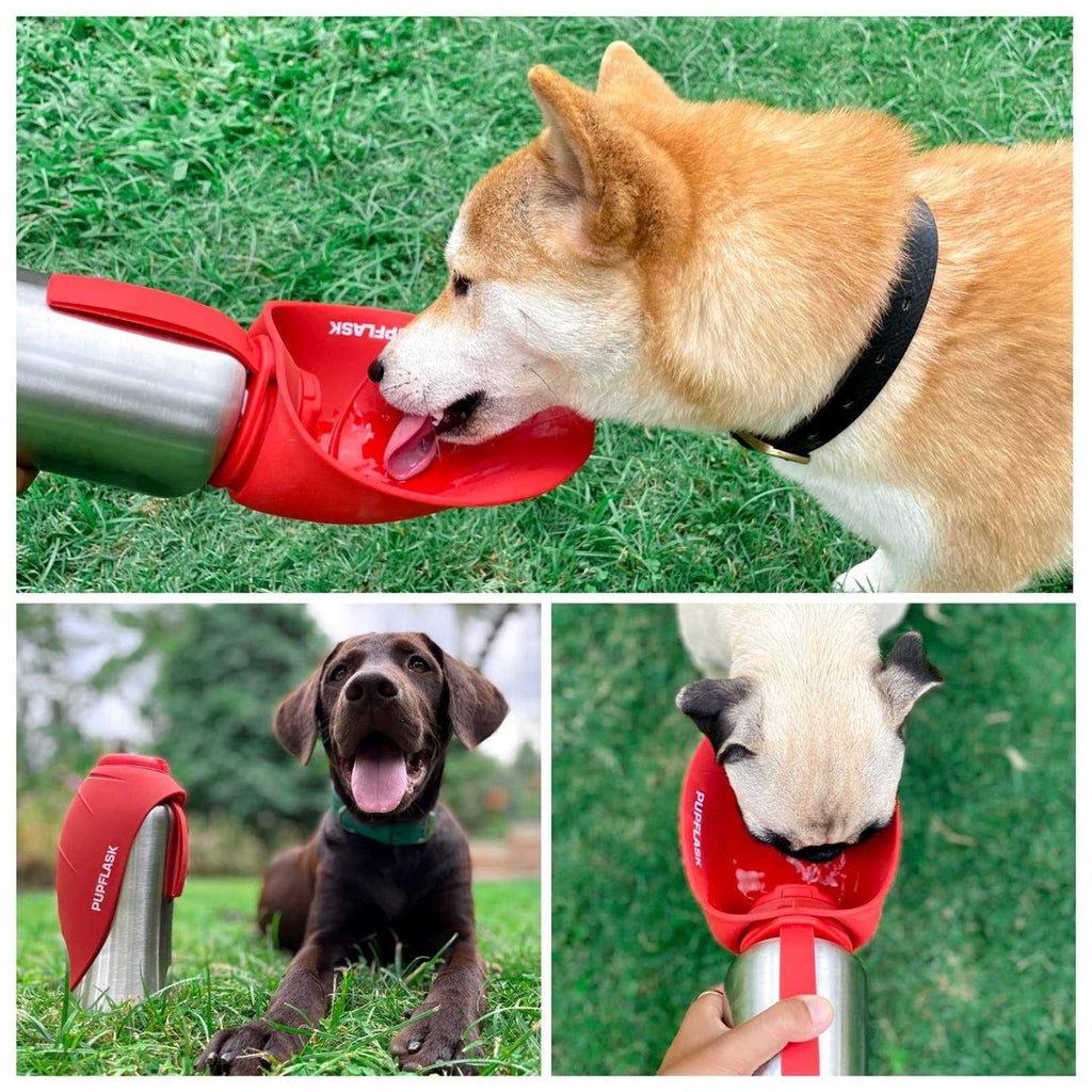 Large Stainless Steel Dog Water Bottle J8107