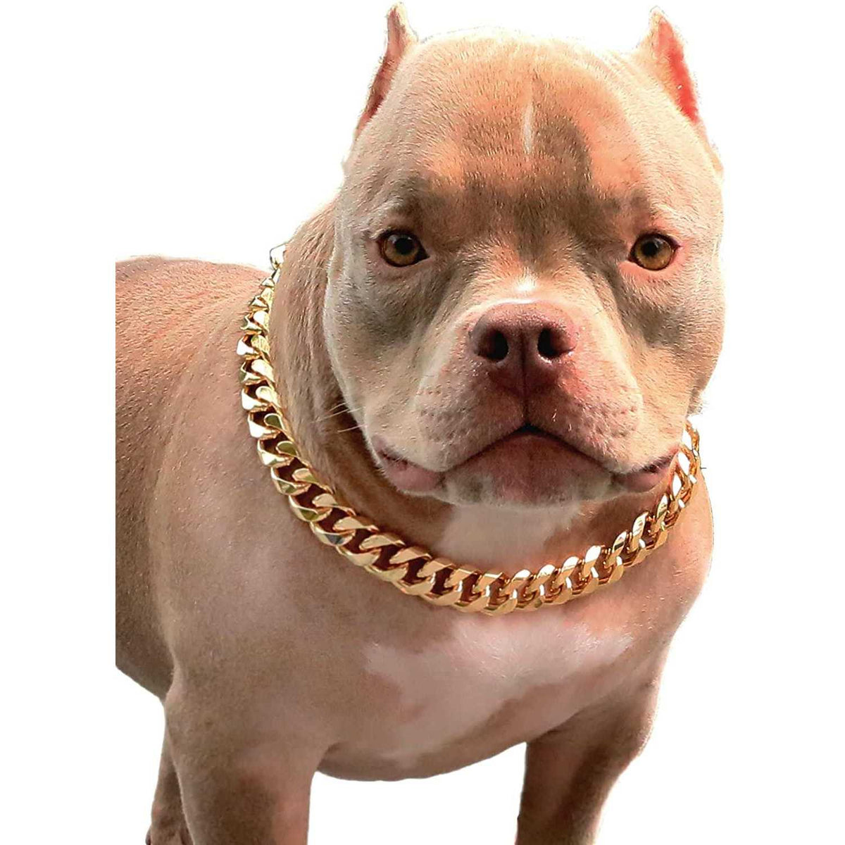 Gold Chain Cuban Link Dog Collar Q346