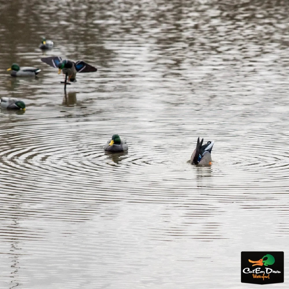 Drake Mallard Duck Butt HD X441