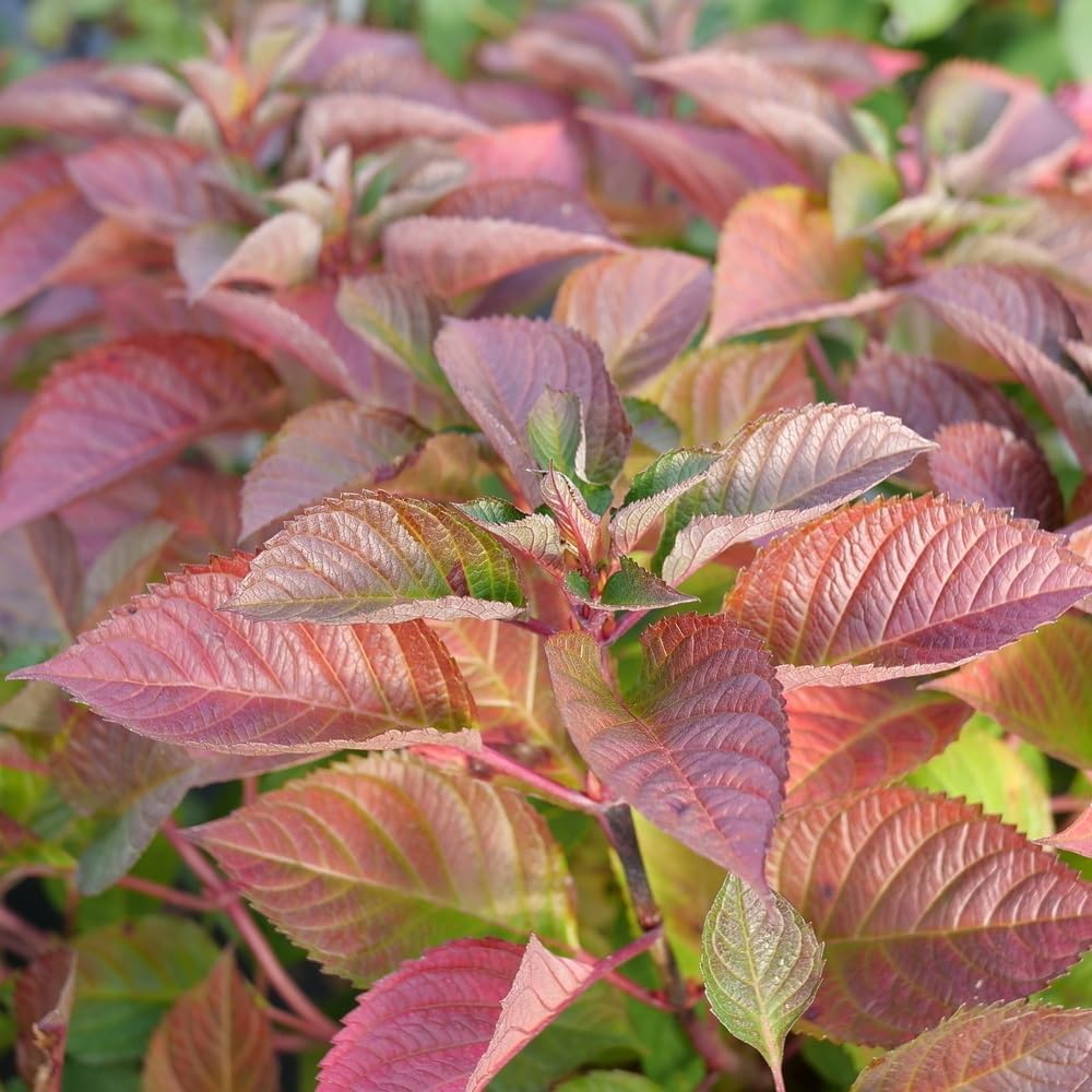 4.5" Quart Bigleaf Hydrangea Live Shrub G340
