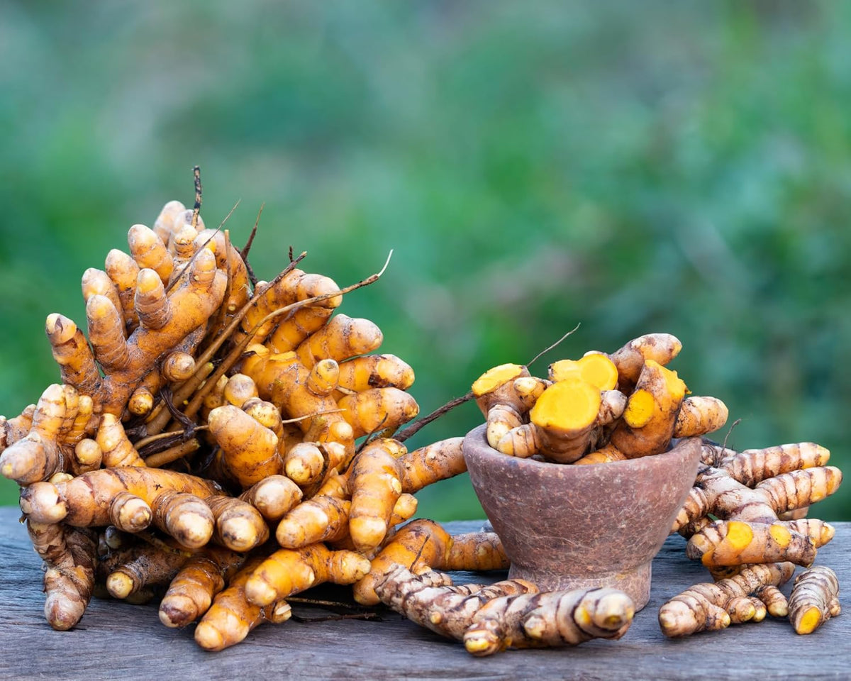 1Lb Yellow Turmeric Rhizomes J54384
