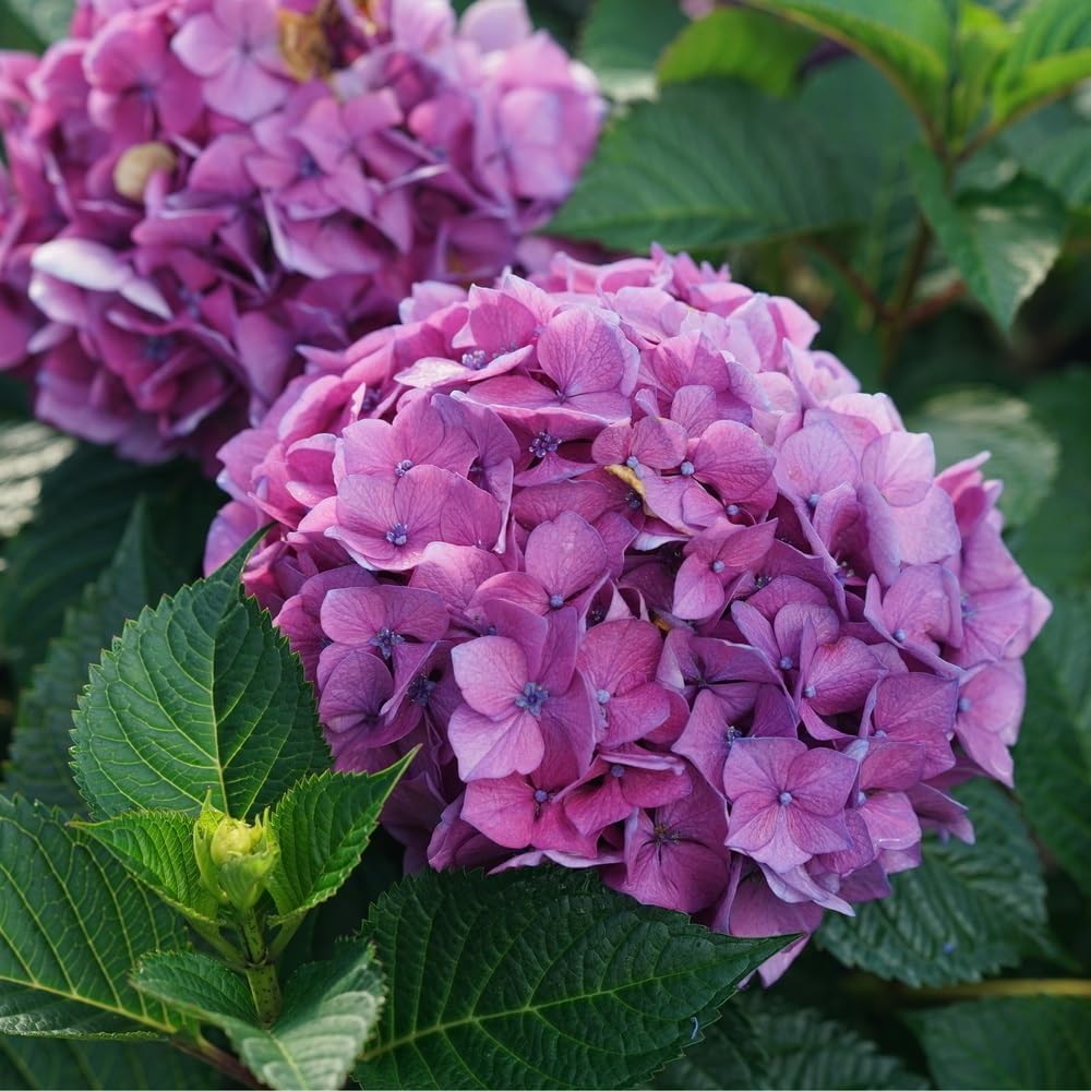 4.5" Quart Bigleaf Hydrangea Live Shrub G340