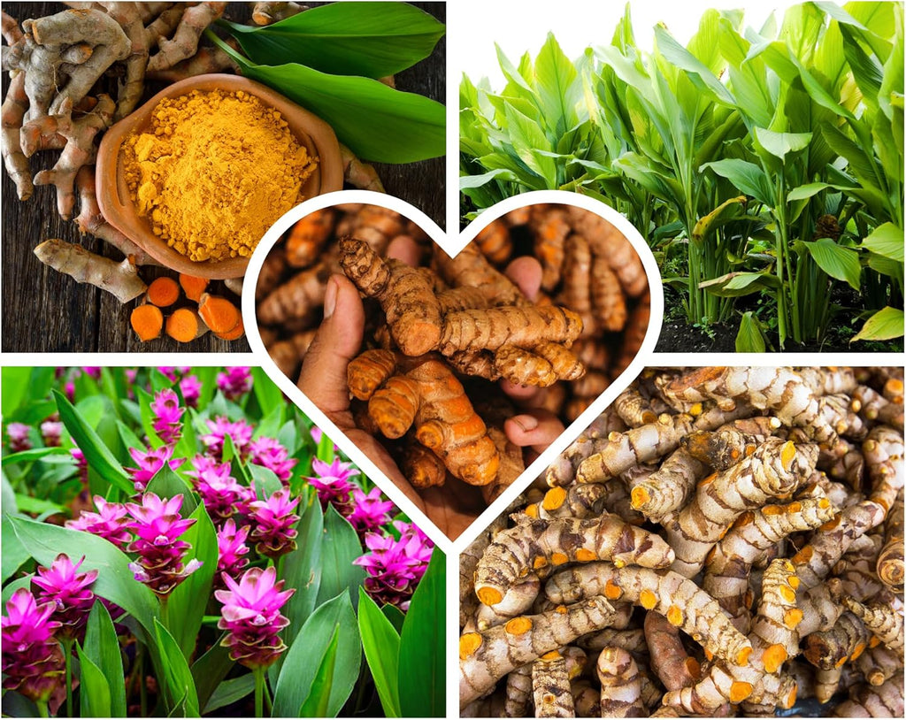 1Lb Yellow Turmeric Rhizomes J54384