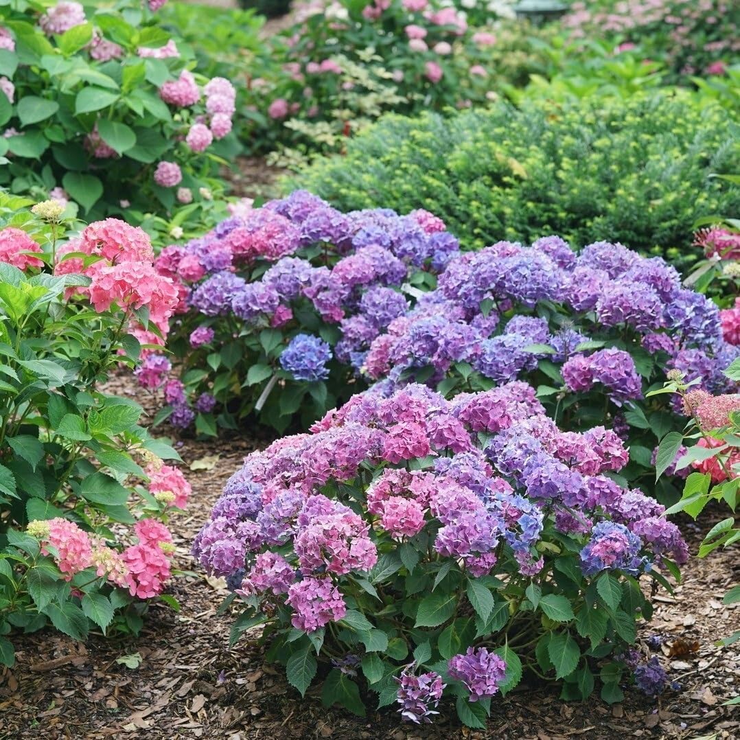 4.5" Quart Bigleaf Hydrangea Live Shrub G340