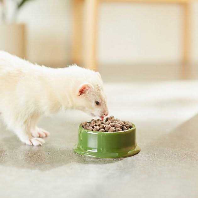 Ferret Diet Y44669