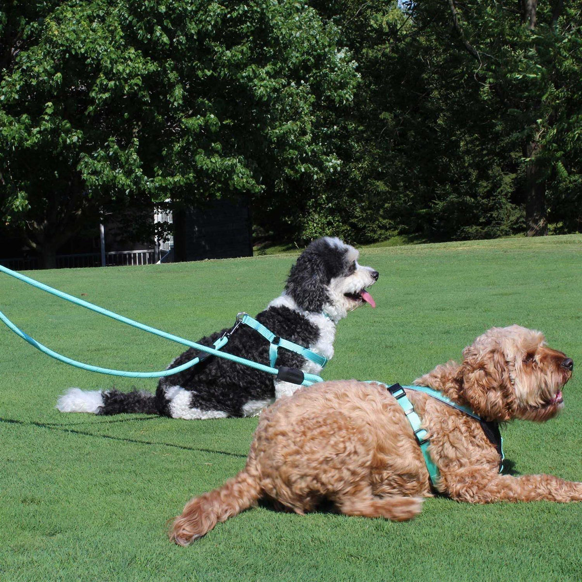 Reflective Rope Dog Leash Z6667