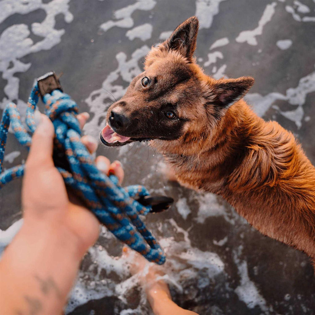 Carabiner Rope Leash A216067