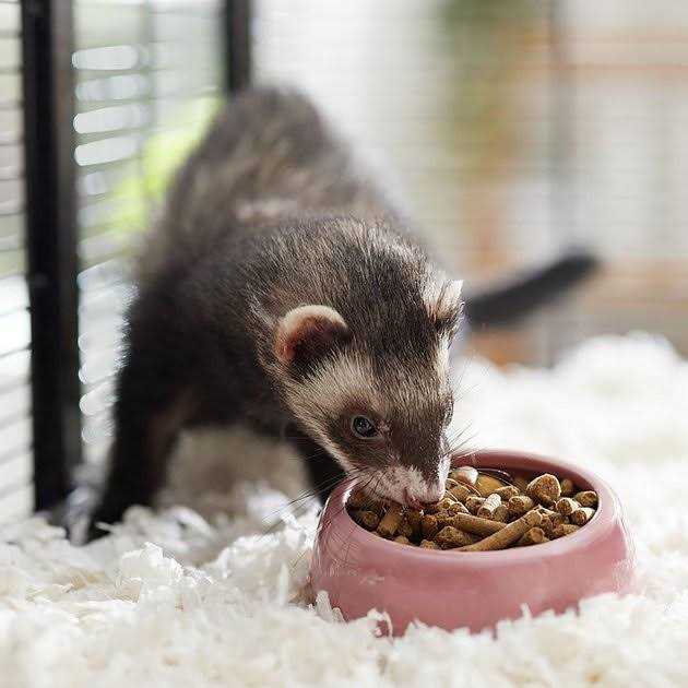 Chicken Ferret Diet F9578