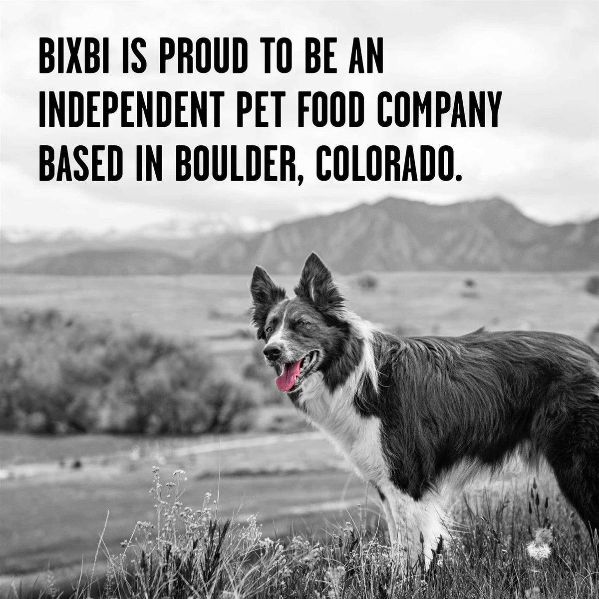 Dry Dog Food R57616